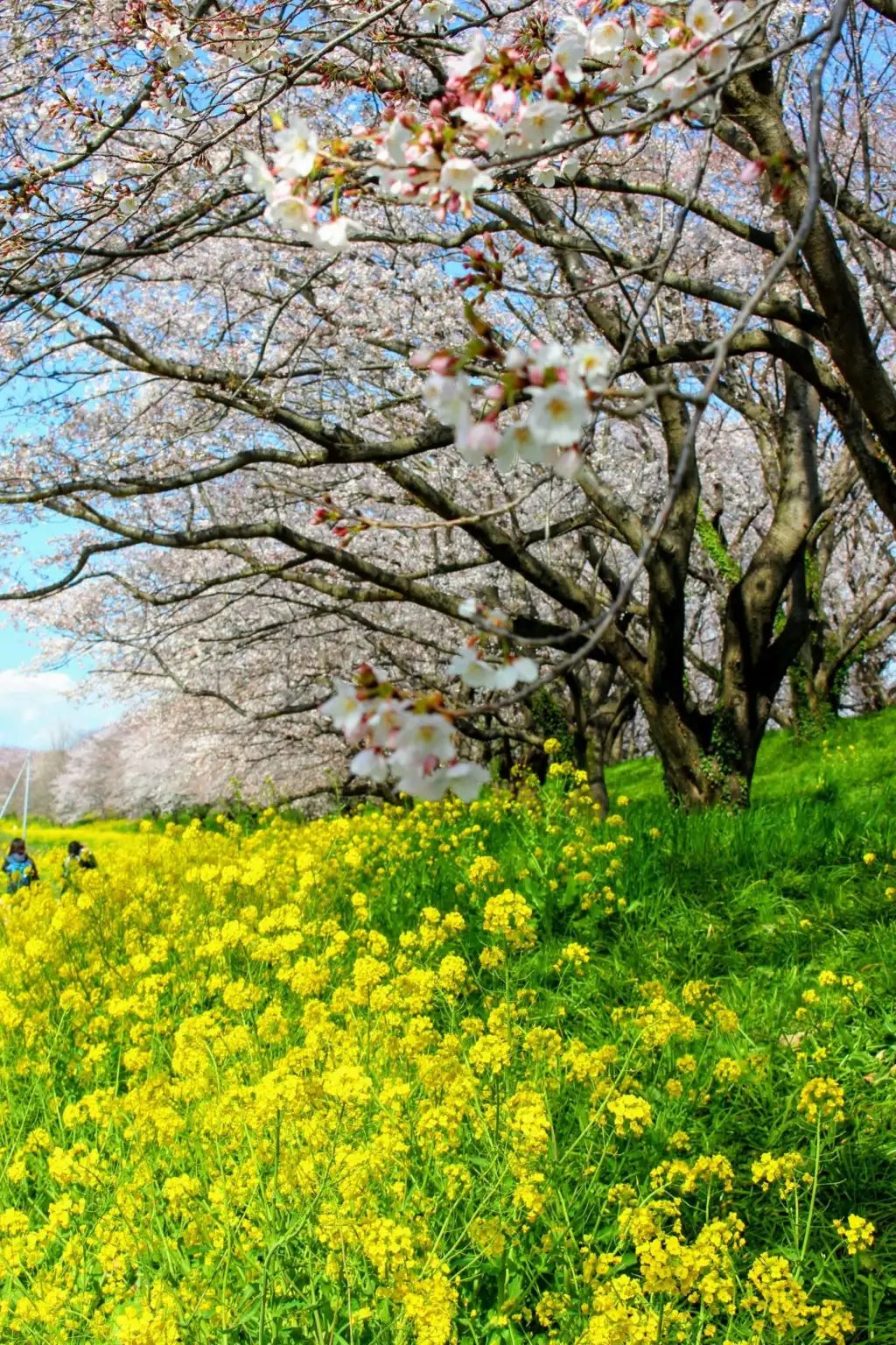 🌸 요시타카의 큰 벚나무(요시타카노오자쿠라) 이미지 4